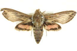 Image of Hyles livornicoides (Lucas 1892)