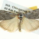 Image of <i>Nola goniophora</i>