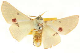 Image of Oenochroma pallida Warren 1898