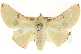 Image of Oenochroma pallida Warren 1898