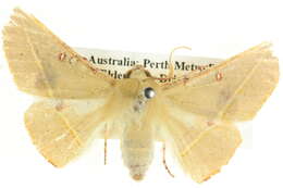 Image of Oenochroma pallida Warren 1898