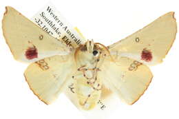 Image of Oenochroma pallida Warren 1898