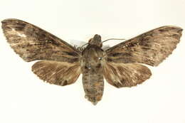 Image of Psilogramma menephron (Cramer 1780)