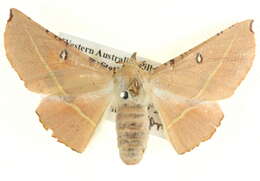 Image of Oenochroma pallida Warren 1898