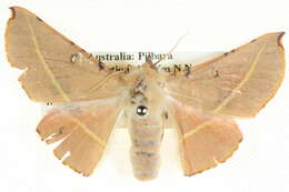 Image of Oenochroma pallida Warren 1898