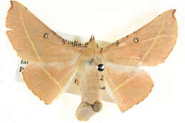 Image of Oenochroma pallida Warren 1898