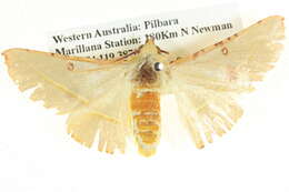 Image of Oenochroma pallida Warren 1898