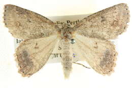 Image of Crypsiphona amaura Meyrick 1888