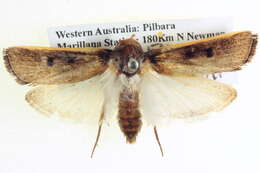 Image of Cryptophasa stenoleuca Lower 1894