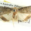 Image of Prorocopis melanochorda Meyrick 1897