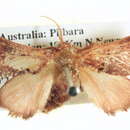 Image of <i>Eloasa bombycoides</i>