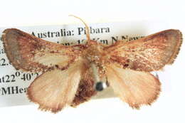 Image of <i>Eloasa bombycoides</i>