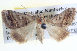 Image de <i>Acantholipes juba</i>