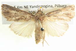 Слика од Ectopatria neuroides Swinhoe 1901