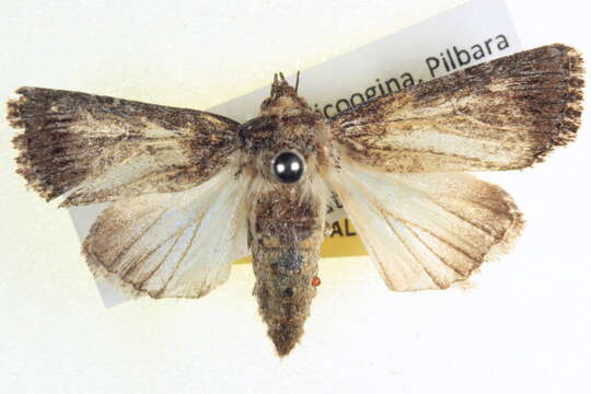 Слика од Ectopatria neuroides Swinhoe 1901