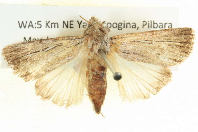 Plancia ëd Ectopatria paurogramma Lower 1901