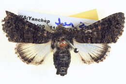 Image of <i>Pataeta conspicienda</i>