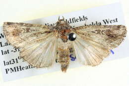 Image of Ectopatria deloptis Lower 1908