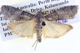 Image of Ctenomeristis shafferi Horak 1997