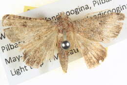 Image of <i>Acantholipes juba</i>