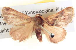 Image of <i>Eloasa bombycoides</i>