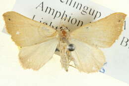 Image of <i>Anachloris tofocolorata</i>