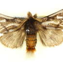 Image of <i>Ochrogaster lunifer</i>