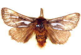 صورة <i>Ochrogaster lunifer</i>