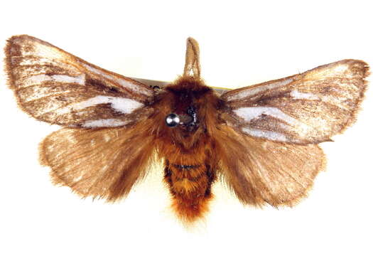 Image of <i>Ochrogaster lunifer</i>