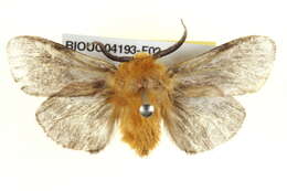 صورة Plutorectis xanthochrysa Meyrick & Lower 1907