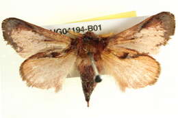 Image of <i>Eloasa bombycoides</i>