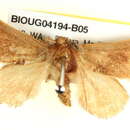 Image of <i>Eloasa brevipennis</i>