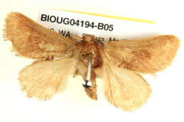 Image of <i>Eloasa brevipennis</i>