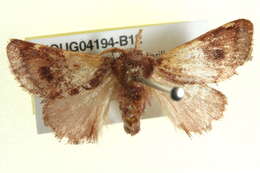 Image of <i>Eloasa bombycoides</i>