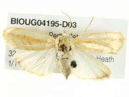 Image of <i>Earias huegeliana</i>