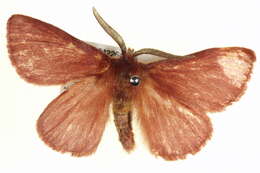 Image of Anthela rubicunda (Swinhoe 1902)