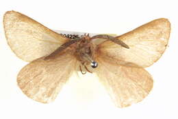 Image of Anthela rubicunda (Swinhoe 1902)