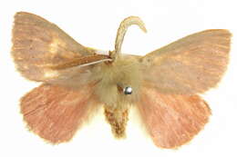 Image of Pterolocera elizabetha (White 1841)
