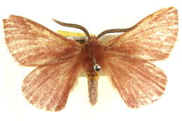 Image of Anthela rubicunda (Swinhoe 1902)