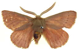 Image of Pterolocera elizabetha (White 1841)