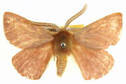 Image of Pterolocera elizabetha (White 1841)