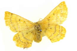 Imagem de Anthela callixantha (Lower 1902)