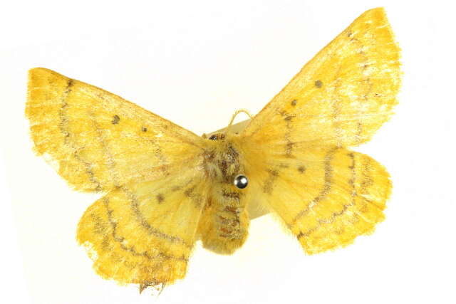 Imagem de Anthela callixantha (Lower 1902)