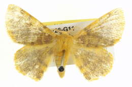 Imagem de Anthela callixantha (Lower 1902)