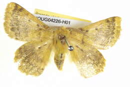 Image of Anthela callixantha (Lower 1902)