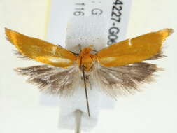 Image of <i>Poliorhabda chrysoptera</i>