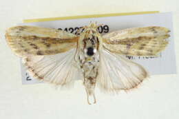 Image of <i>Earias huegeliana</i>