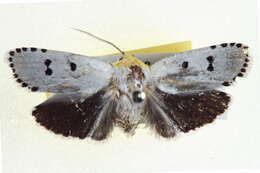 Image of Cryptophasa delocentra