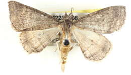 صورة Chlenomorpha sciogramma Lower 1918