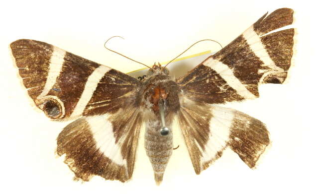 Grammodes ocellata Tepper 1890的圖片